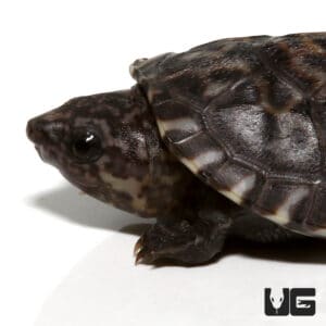 Baby Giant Mexican Musk Turtles (Staurotypus triporcatus) For Sale ...