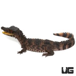Juvenile Smooth Front Caiman For Sale - Underground Reptiles