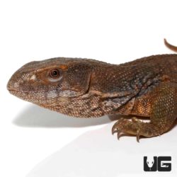 Savannah Monitors For Sale - Underground Reptiles