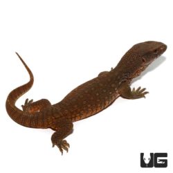 Savannah Monitors For Sale - Underground Reptiles