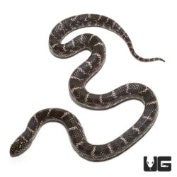 Baby Ghost Kingsnake For Sale - Underground Reptiles