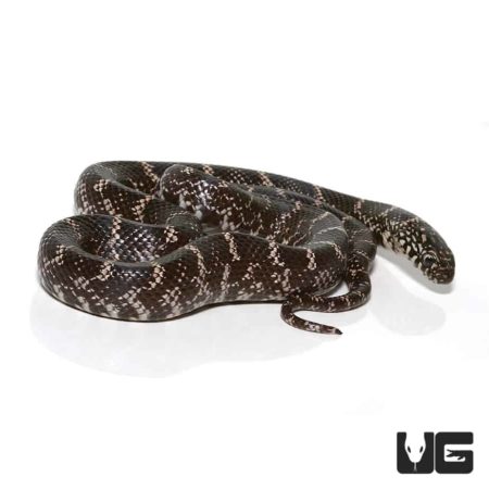 Baby Ghost Kingsnake For Sale - Underground Reptiles