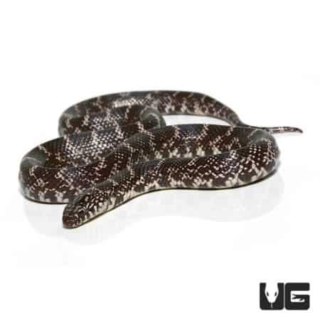 Baby Ghost Kingsnake For Sale - Underground Reptiles