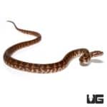 Baby Irian Jaya Carpet Python For Sale - Underground Reptiles