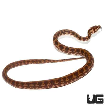 Baby Irian Jaya Carpet Python For Sale - Underground Reptiles