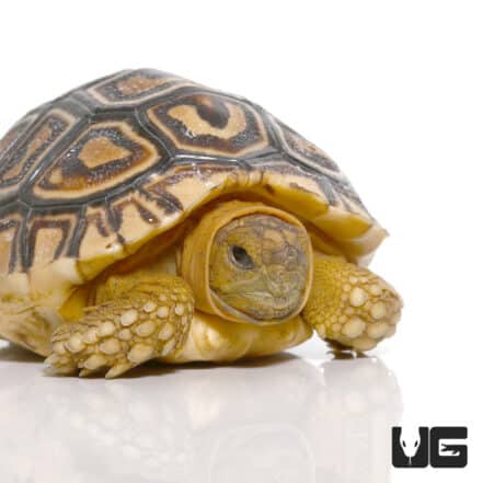 Baby Leopard Tortoises For Sale - Underground Reptiles