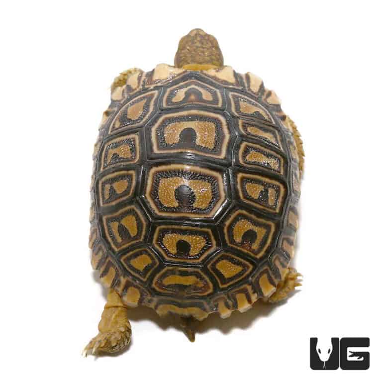 Baby Leopard Tortoises For Sale - Underground Reptiles