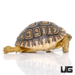 Baby Leopard Tortoises For Sale - Underground Reptiles
