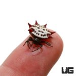 Crown Spider For Sale - Underground Reptiles