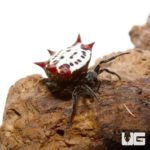 Crown Spider For Sale - Underground Reptiles
