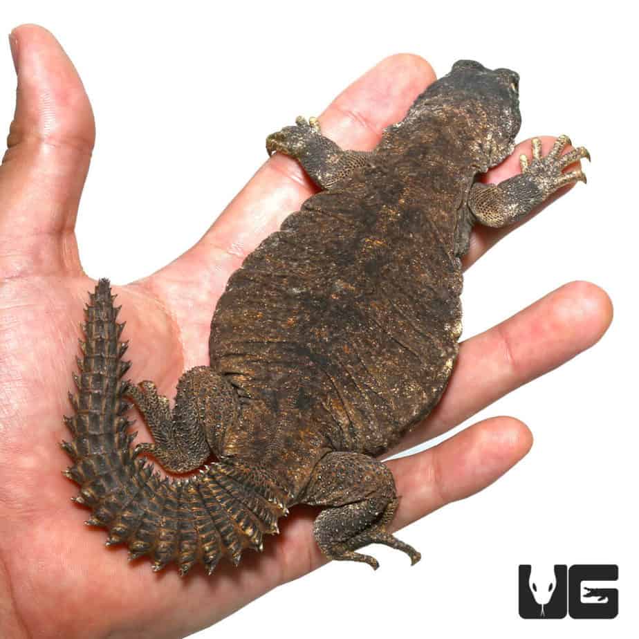 Egyptian Uromastyx (Uromastyx aegyptia) for sale Underground Reptiles
