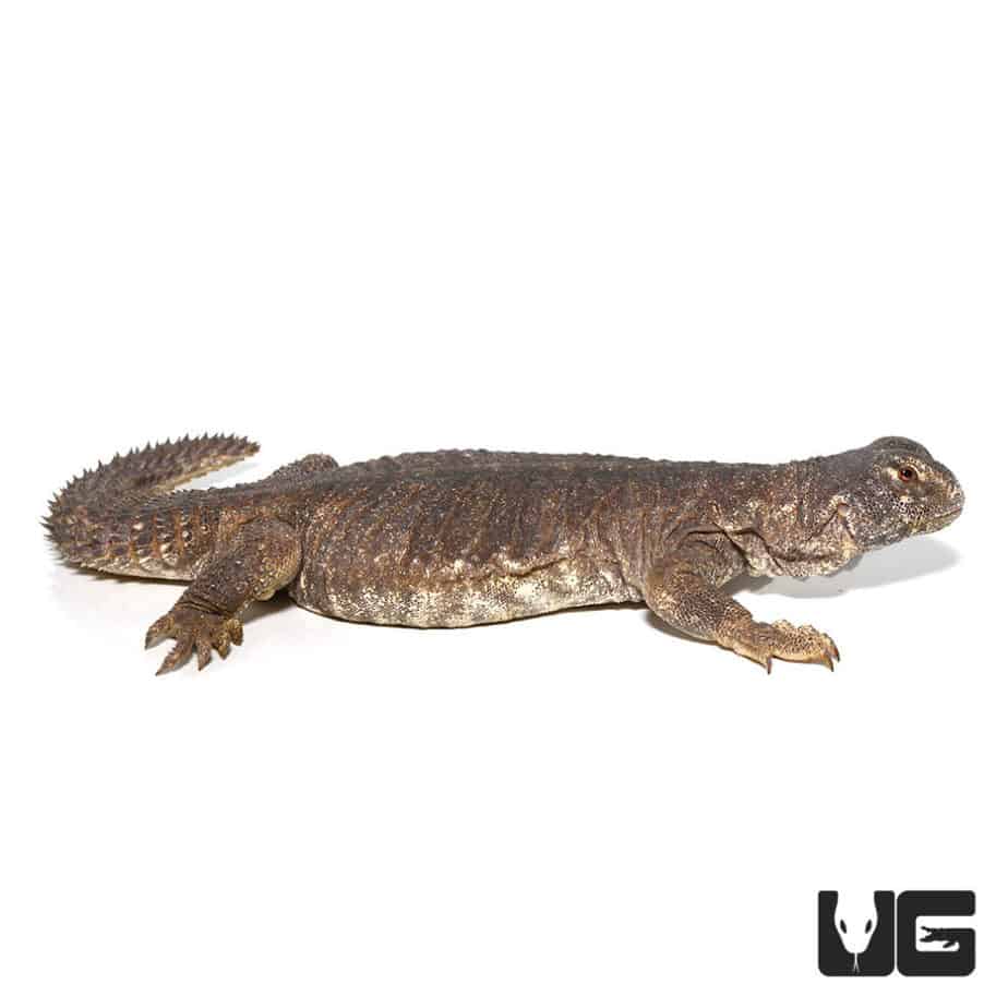 Egyptian Uromastyx (Uromastyx aegyptia) for sale - Underground Reptiles