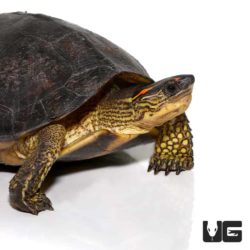 Spot Legged Wood Turtle For Sale - Underground Reptiles