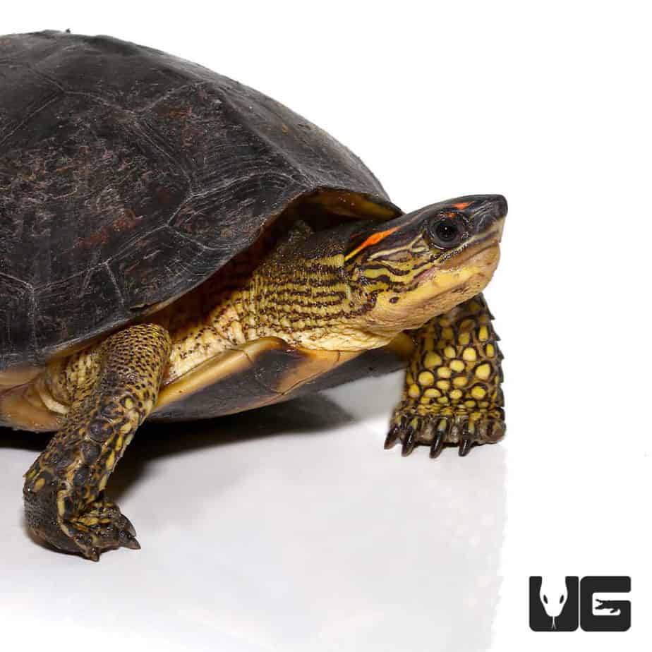 Turtles For Sale - Underground Reptiles