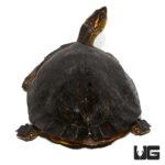 Spot Legged Wood Turtle For Sale - Underground Reptiles