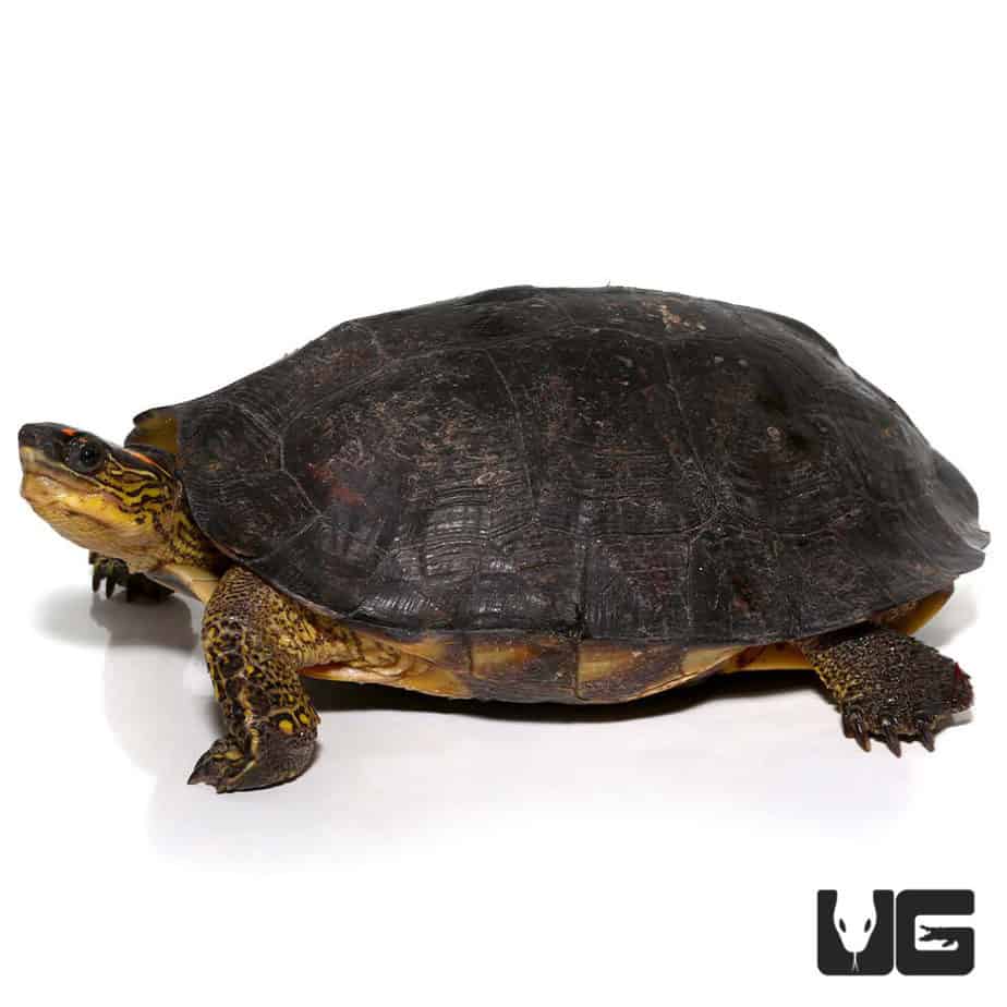 Spot Legged Wood Turtle For Sale - Underground Reptiles