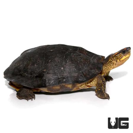 Spot Legged Wood Turtle For Sale - Underground Reptiles