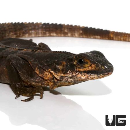 Spiny Tailed Iguana For Sale - Underground Reptiles