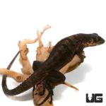 Spiny Tailed Iguana For Sale - Underground Reptiles