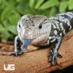 Baby Axanthic Halmahera Blue Tongue Skink For Sale - Underground Reptile