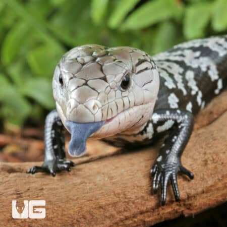 Baby Axanthic Halmahera Blue Tongue Skink For Sale - Underground Reptile