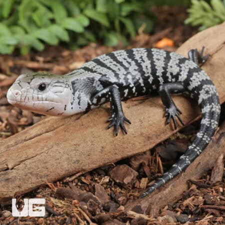 Baby Axanthic Halmahera Blue Tongue Skink For Sale - Underground Reptile