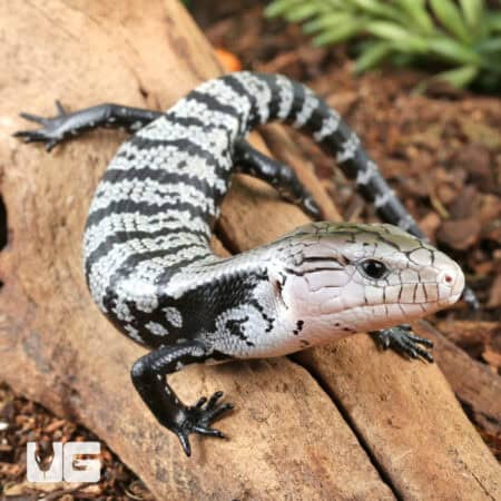 Baby Axanthic Halmahera Blue Tongue Skink For Sale - Underground Reptile