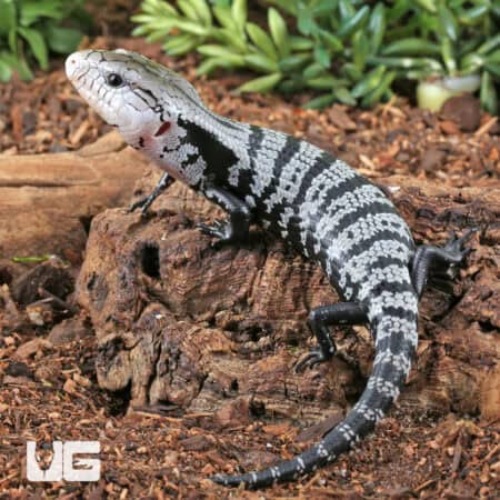 Baby Axanthic Halmahera Blue Tongue Skink For Sale - Underground Reptile