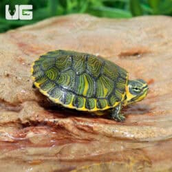 Baby Yellowbelly Slider Turtle For Sale - Underground Reptiles