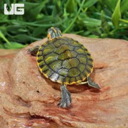 Baby Yellowbelly Slider Turtle For Sale - Underground Reptiles