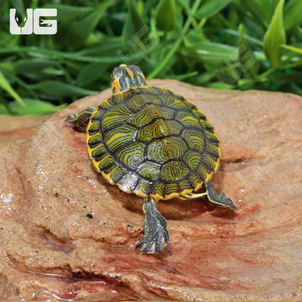 Turtles For Sale - Underground Reptiles