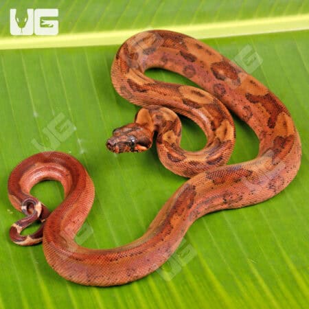 Male Blood Onyx Het Honduran T+ Boa #B128 For Sale - Underground Reptiles