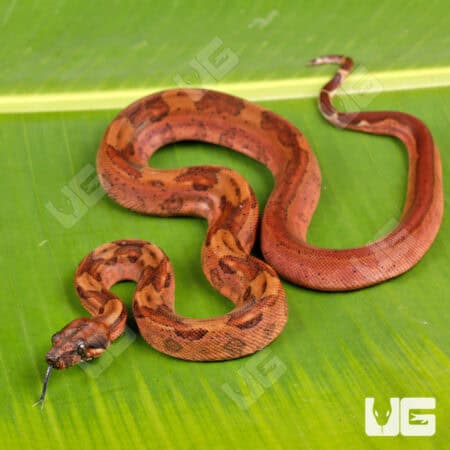 Male Blood Onyx Het Honduran T+ Boa #B128 For Sale - Underground Reptiles