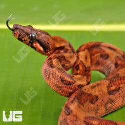 Male Blood Onyx Het Honduran T+ Boa #B128 For Sale - Underground Reptiles