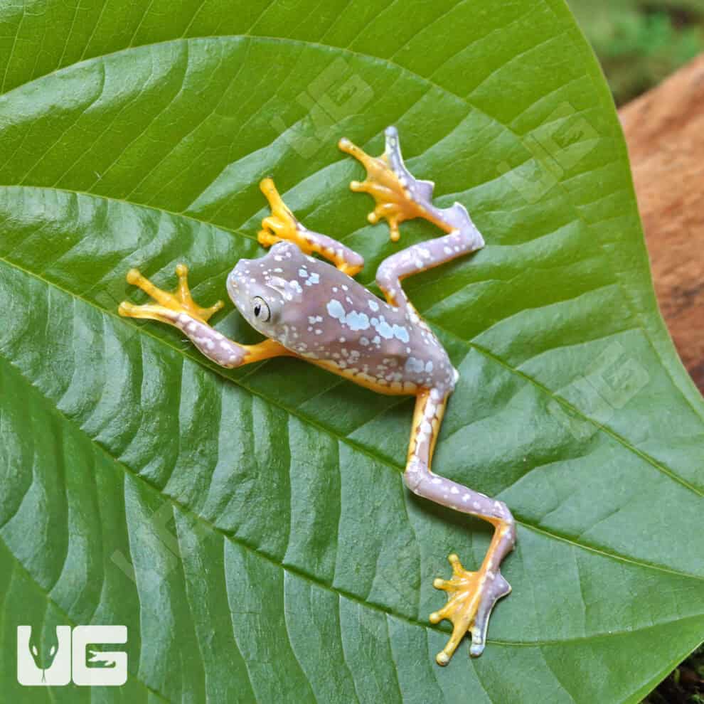 Baby Fringed Leaf Frogs For Sale Underground Reptiles