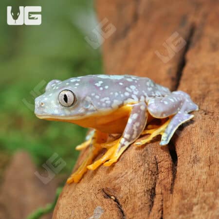 Baby Fringed Leaf Frogs For Sale - Underground Reptiles