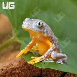 Baby Fringed Leaf Frogs For Sale - Underground Reptiles