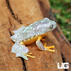 Baby Fringed Leaf Frogs For Sale - Underground Reptiles