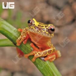 Giraffe Triangle Tree Frog For Sale - Underground Reptiles