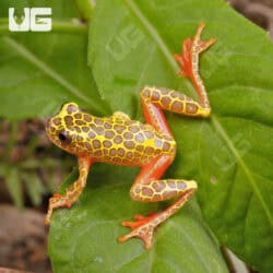 Giraffe Triangle Tree Frog For Sale - Underground Reptiles