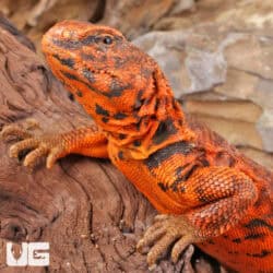 Super Red Uromastyx (Uromastyx geyri) For Sale - Underground Reptiles