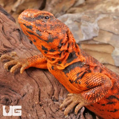 Super Red Uromastyx (Uromastyx geyri) For Sale - Underground Reptiles