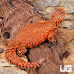 Super Red Uromastyx (Uromastyx geyri) For Sale - Underground Reptiles