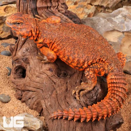 Super Red Uromastyx (Uromastyx geyri) For Sale - Underground Reptiles