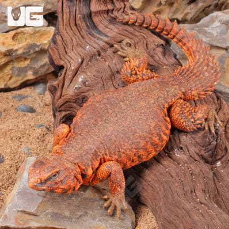 Super Red Uromastyx (Uromastyx geyri) For Sale - Underground Reptiles