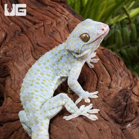 Platinum Tokay Geckos for sale - Underground Reptiles