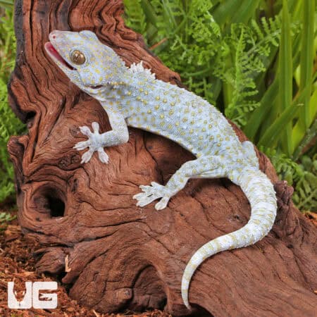 Platinum Tokay Geckos for sale - Underground Reptiles