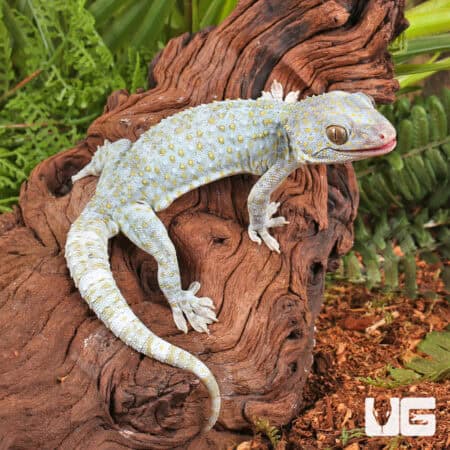 Platinum Tokay Geckos for sale - Underground Reptiles