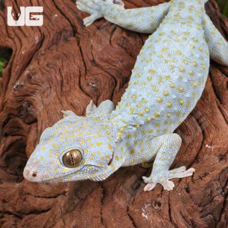 Platinum Tokay Geckos for sale - Underground Reptiles