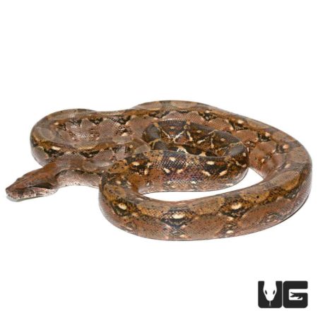 Awesome Adult Central American Boa for sale at the lowest prices only at Underground Reptiles. Ships Priority Overnight. Live Arrival Guarantee.